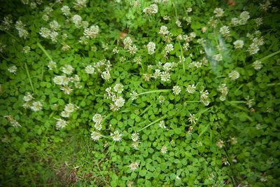 Close-up of plants