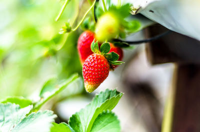 Close-up of strawberry on plant