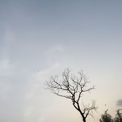 Low angle view of bare trees against sky