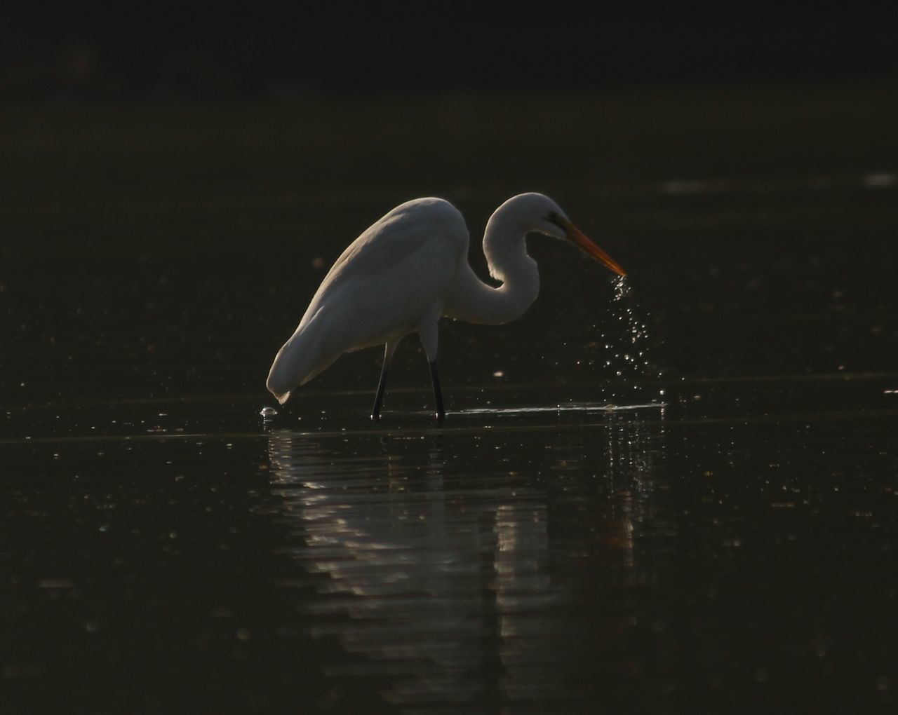 animal themes, animals in the wild, bird, wildlife, water, one animal, lake, nature, side view, reflection, waterfront, beak, beauty in nature, full length, zoology, rippled, outdoors, swan, no people, day