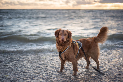 Dog standing on beach