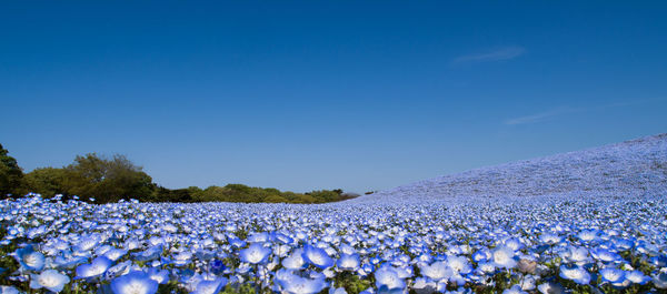 Purple flowering plants on field against blue sky