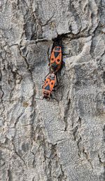 Close-up of butterfly on tree trunk