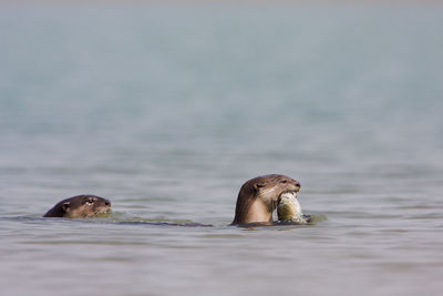 View of duck swimming in sea