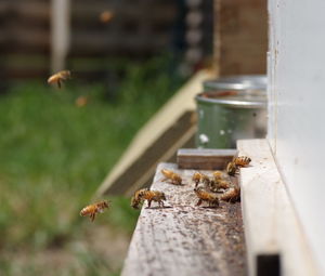 Close-up of honey bees on wood