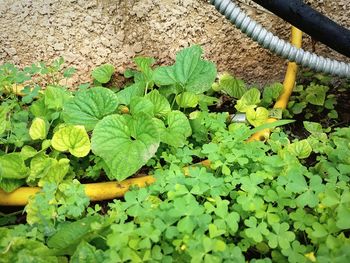 Close-up of plants growing outdoors