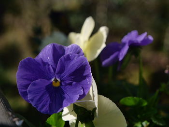 Close-up of purple flowering plant