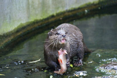 Close-up of bear eating river