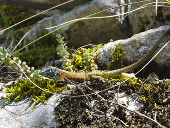 Close-up of lizard by moss on rock