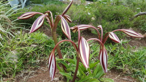 Close-up of flowers