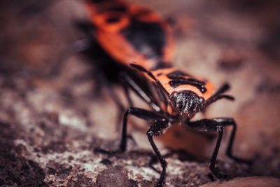 Close-up of spider on field