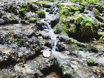 Scenic view of waterfall in forest