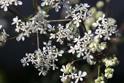 Close-up of white flowering plant