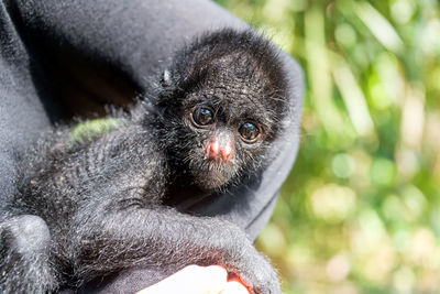 Cropped image of monkey with infant