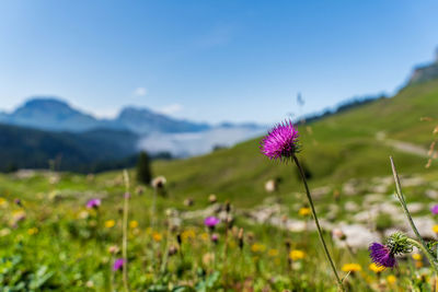 Close-up of purple flowering plant on field against sky