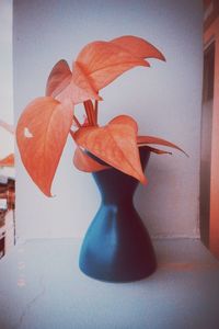 Close-up of orange flower vase on table at home