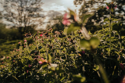 Close-up of flowering plants on field