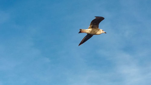 Low angle view of seagull flying in sky