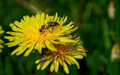 Close-up of bee on yellow flower