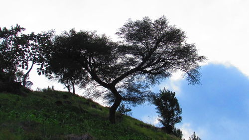 Low angle view of trees