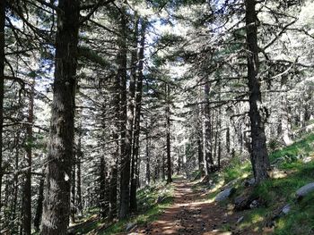 Dirt road amidst trees in forest