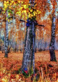 Trees in forest during autumn