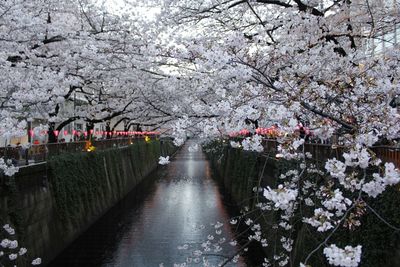 Pink flowers blooming on tree