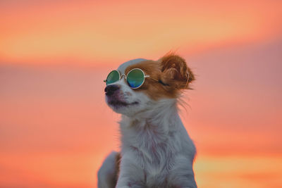 Dog looking away against orange sky