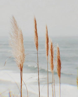 Close-up of stalks on beach against sky