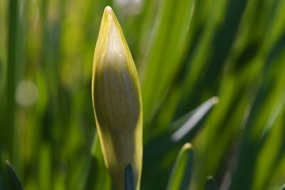 Close-up of sunlit flower bud against blurred background.