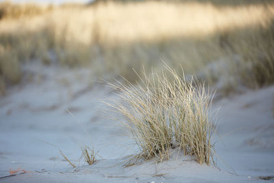 Close-up of dry plant on land