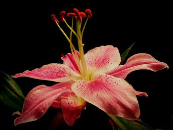 Close-up of lily blooming against black background