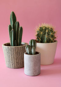 Close-up of potted plant