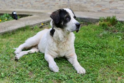 Full length of a dog looking away