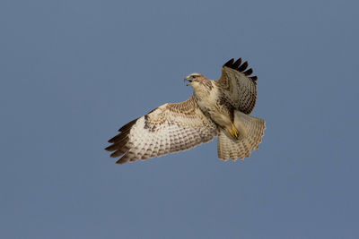 Low angle view of eagle flying