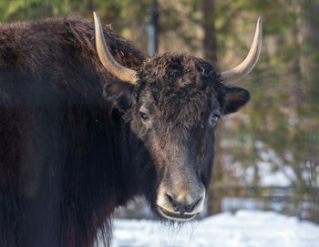 Close-up of a horse on snowy field