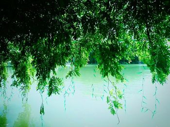 Trees by lake against sky