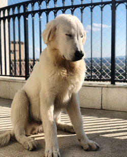 Close-up of dog looking away while sitting on railing