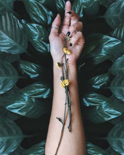 High angle view of woman's arm and dried flowers