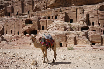 Low angle view of camels in desert