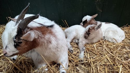 View of goat in pen