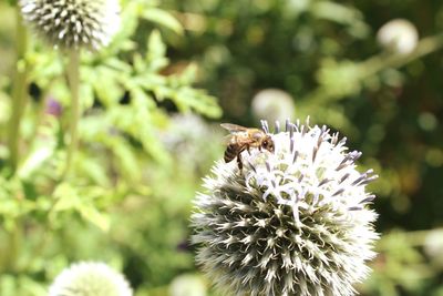 Close-up of bee pollinating on flower