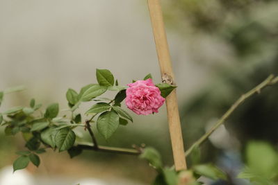 Close-up of pink flowering plant