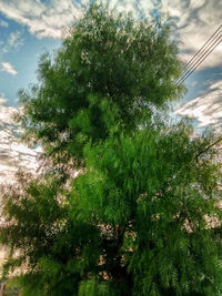 Low angle view of tree against sky