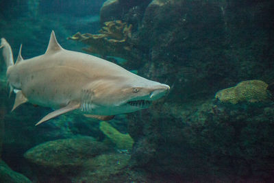 Fish swimming in sea