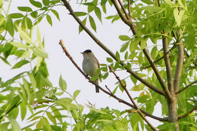 Low angle view of birds perching on branch