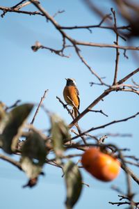 Low angle view of bird perching on tree