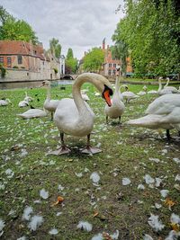 Swan in a lake