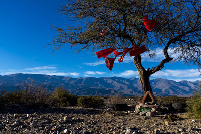 Makeshift shrine under a tree on the mountain against the sky