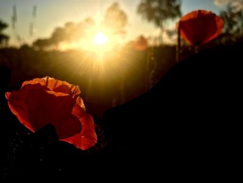 Close-up of orange flower against sky during sunset